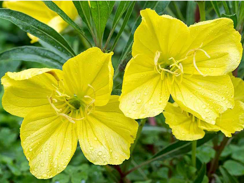 evening primrose
