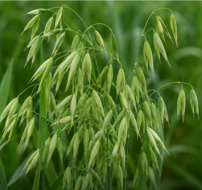 Oat plant