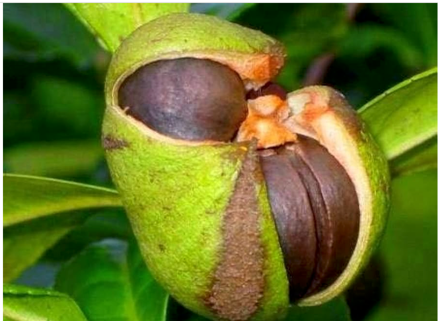 camellia tea seed plant